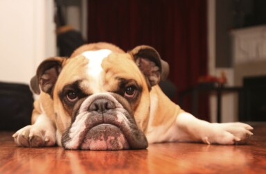 Canine Activation Balance assessment tool.