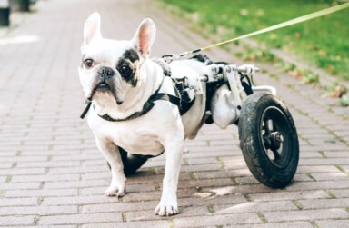 Canine Adaptability Index assessment tool.