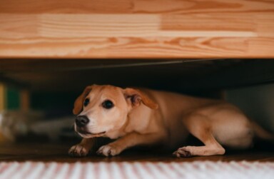 Canine anxiety scale assessment tool.