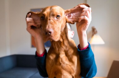 Canine Sound Sensitivity assessment tool.
